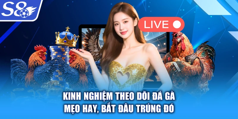 Kinh Nghiệm Theo Dõi Đá Gà - Mẹo Hay, Bắt Đâu Trúng Đó