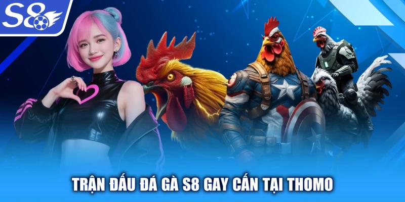 Trận đấu Đá gà S8 gay cấn tại Thomo